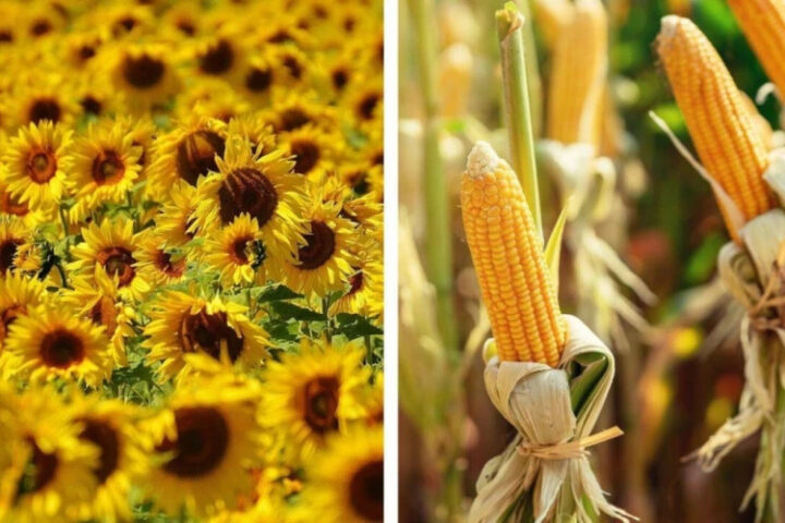 Прогноз урожайности подсолнечника и кукурузы в одной из стран ЕС значительно снижен