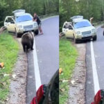 Турист случайно избежал нападения медведя на Трансфэгэрашане