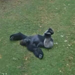 У природы нет плохой погоды: видео с гориллой под дождем покорило интернет-пользователей