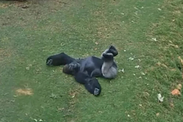 У природы нет плохой погоды: видео с гориллой под дождем покорило интернет-пользователей