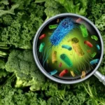 Угроза на тарелке: Какие болезни могут подкрасться через пищу?