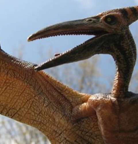 В США найдены останки старейшего птерозавра Северной Америки