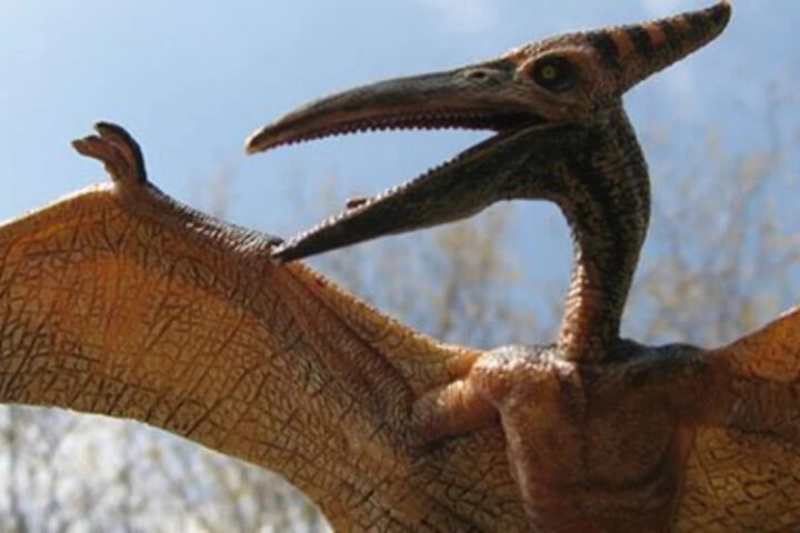 В США найдены останки старейшего птерозавра Северной Америки