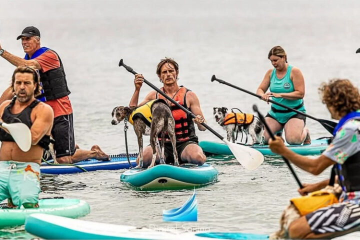В Великобритании прошел чемпионат по сапсерфингу с собаками