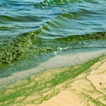 Южная Австралия страдает от экологического кризиса: её воды стали зелёными