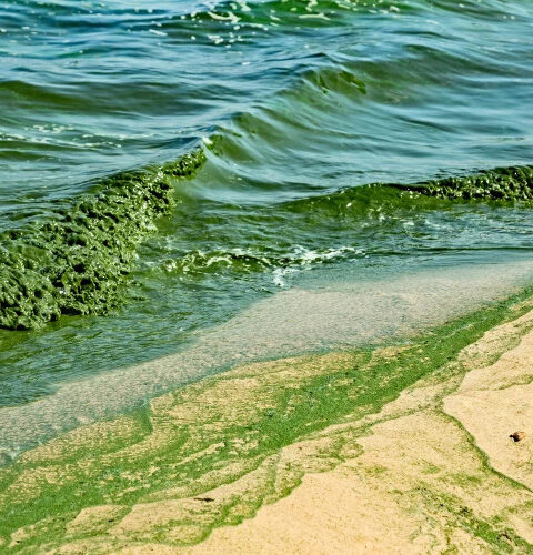 Южная Австралия страдает от экологического кризиса: её воды стали зелёными