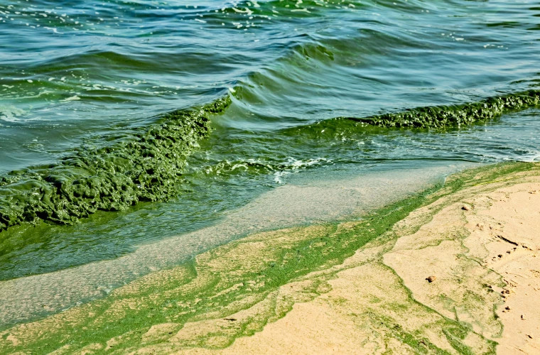 Южная Австралия страдает от экологического кризиса: её воды стали зелёными