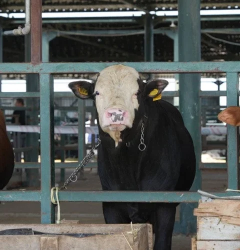 Закрытие всех животноводческих рынков в Турции: причины и последствия