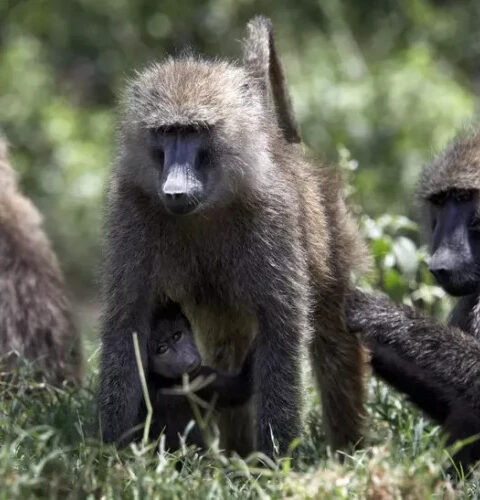 Зоопарк в Нюрнберге убил 12 бабуинов, несмотря на протесты защитников животных
