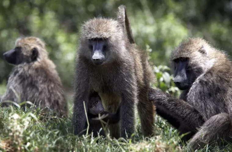 Зоопарк в Нюрнберге убил 12 бабуинов, несмотря на протесты защитников животных