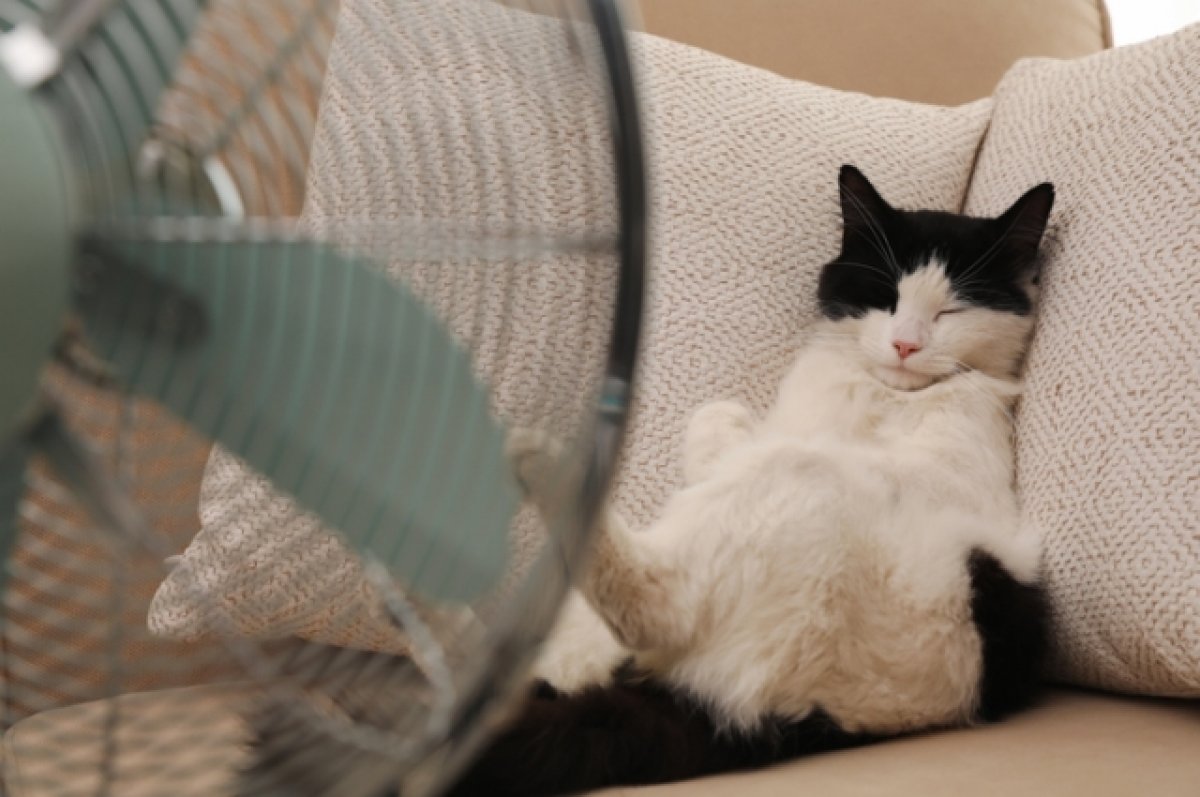 ЦИК Молдовы исключила четыре партии из выборов 28 сентября из-за несоответствия требованиям