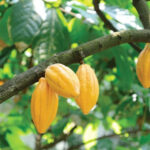 ЕС вводит запрет на импорт товаров, произведённых с вырубкой лесов