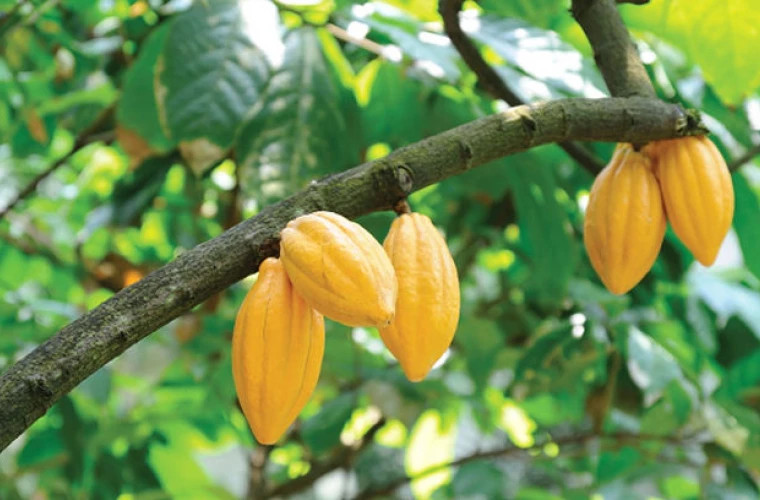 ЕС вводит запрет на импорт товаров, произведённых с вырубкой лесов