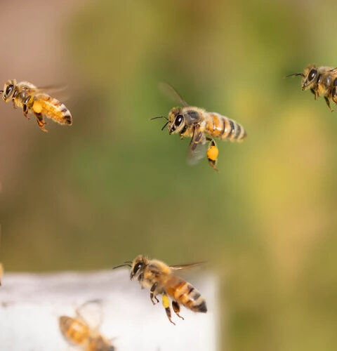 Генетически модифицированные дрожжи могут помочь пчёлам и обеспечить продовольственную безопасность