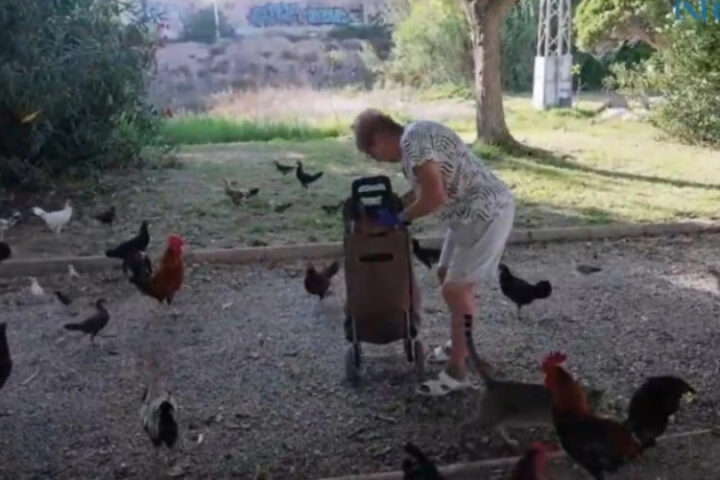 Куры заполонили парки Торревьехи, местные власти безуспешно пытаются решить проблему