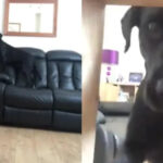 Лабрадор-ретривер провёл виртуальный тур по дому своего хозяина в TikTok