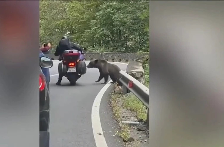 На трассе Трансфэгэрэшан медведь укусил 73-летнего мотоциклиста в Румынии