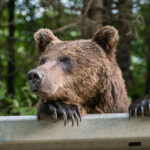 На вулкане Раусу в Японии медведь утащил туриста в лес во время восхождения