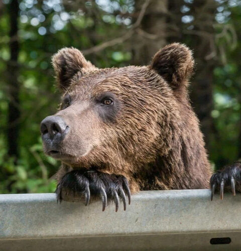 На вулкане Раусу в Японии медведь утащил туриста в лес во время восхождения