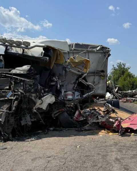 Незаконная вырубка сада в Кишиневе: власти начали расследование после обращения активистов