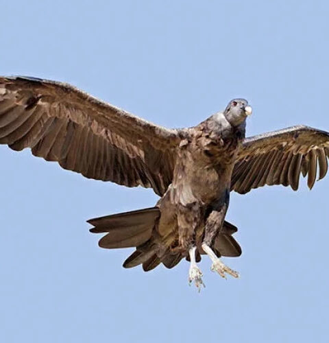 Орел уронил рыбу на линии электропередачи, вызвав пожар в канадском городке