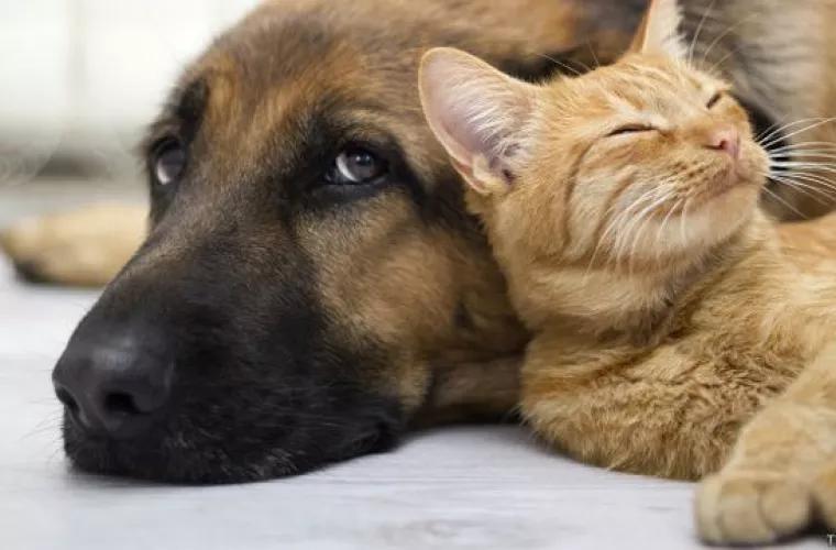 Пет-терапия: как домашние животные способствуют улучшению здоровья человека