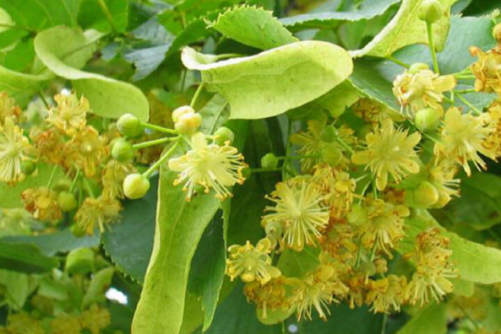 Полезные свойства цветков липы для здоровья человека