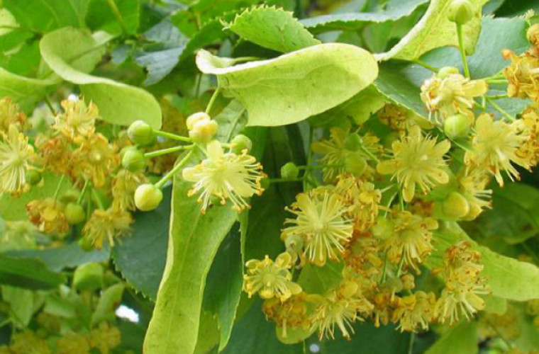 Полезные свойства цветков липы для здоровья человека