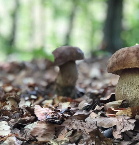 Польский грибник обнаружил неразорвавшуюся бомбу времен Второй мировой войны