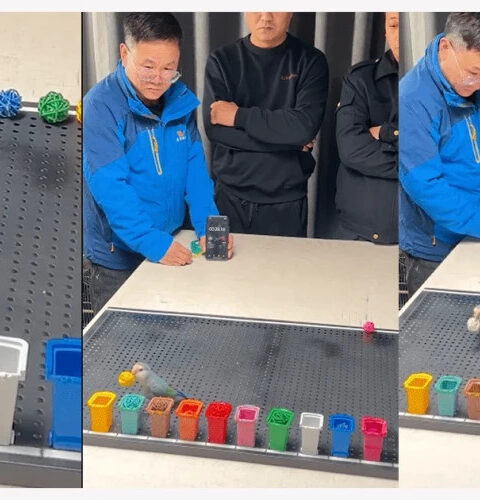 Попугай Сяогуй установил мировой рекорд по распознаванию цветов за 33 секунды