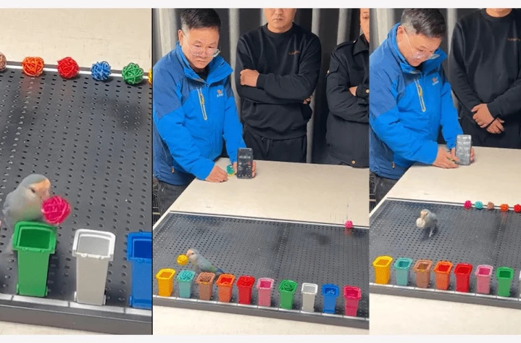 Попугай Сяогуй установил мировой рекорд по распознаванию цветов за 33 секунды