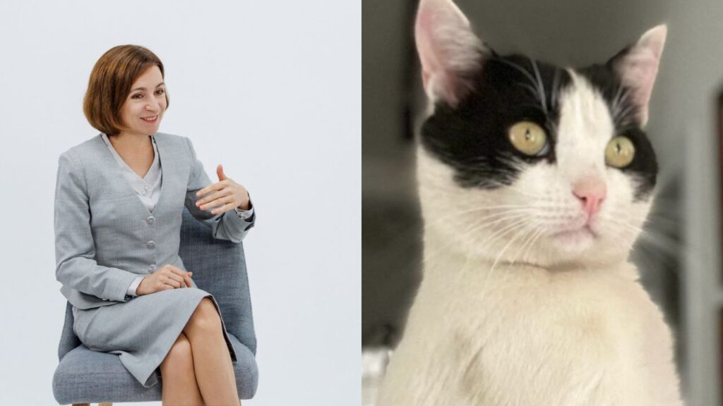 Президент Молдовы Майя Санду присоединилась к «кошачьему тренду» в соцсетях из-за заявления Александра Стояногло