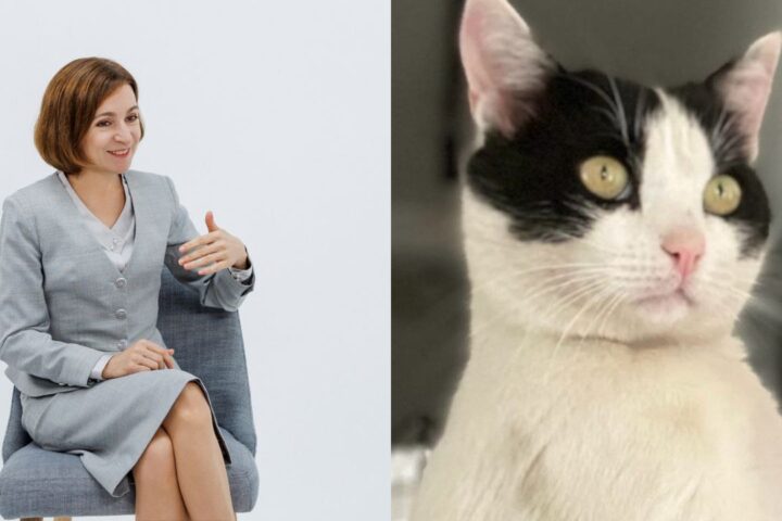 Президент Молдовы Майя Санду присоединилась к «кошачьему тренду» в соцсетях из-за заявления Александра Стояногло
