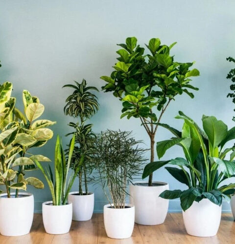 Пять лечебных растений, которые преобразят ваш дом!
