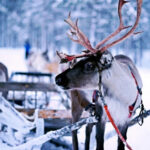 Рекордные температуры в Финляндии угрожают поголовью оленей в Лапландии