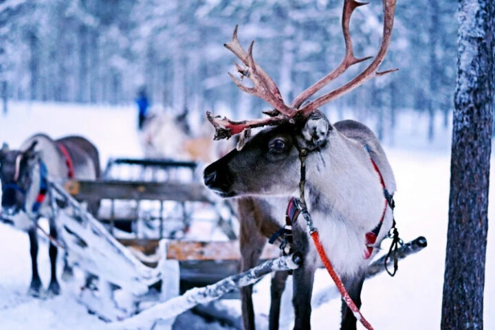 Рекордные температуры в Финляндии угрожают поголовью оленей в Лапландии