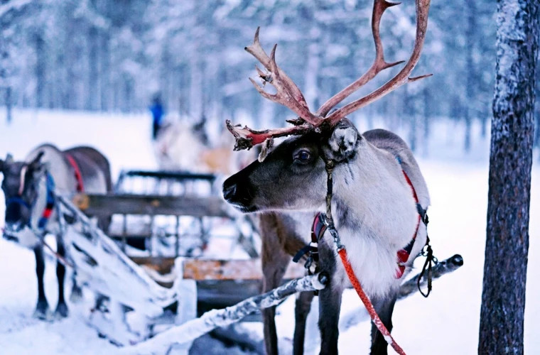 Рекордные температуры в Финляндии угрожают поголовью оленей в Лапландии