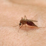 В Европе зафиксировано рекордное число заболеваний, передаваемых комарами, в 2025 году