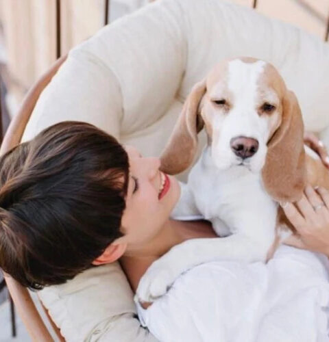 В Китае отели предлагают поселение с дрессированными собаками для улучшения отдыха