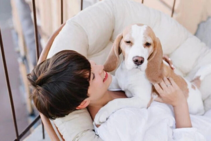 В Китае отели предлагают поселение с дрессированными собаками для улучшения отдыха