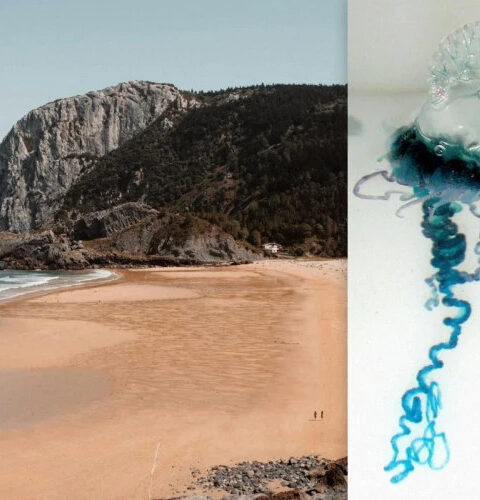 В Стране Басков закрыты пляжи из-за нашествия португальских корабликов