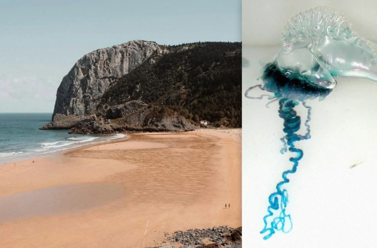 В Стране Басков закрыты пляжи из-за нашествия португальских корабликов