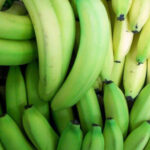 Зеленые бананы более полезны для здоровья, чем зрелые, утверждают австралийские ученые