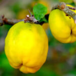 Айва: полезные свойства и применение в косметологии