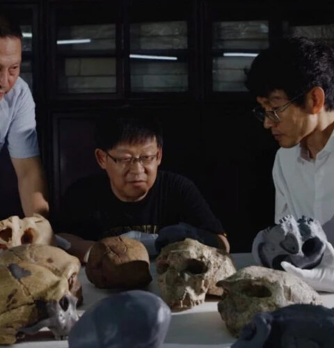 Череп возрастом 1 миллион лет меняет представления о происхождении человека