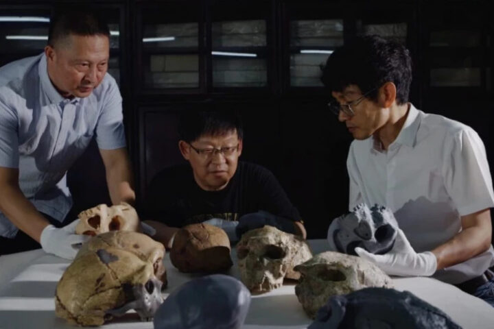 Череп возрастом 1 миллион лет меняет представления о происхождении человека