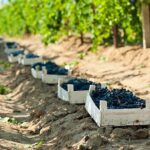 Экспорт молдавской сельхозпродукции в ЕС за четыре года увеличился почти в шесть раз