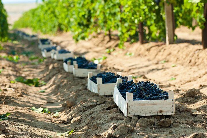 Экспорт молдавской сельхозпродукции в ЕС за четыре года увеличился почти в шесть раз