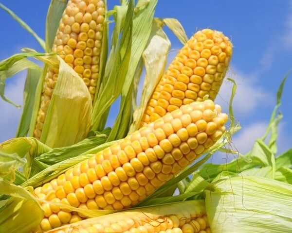 Европа укрепляет закупки украинской кукурузы на фоне засухи