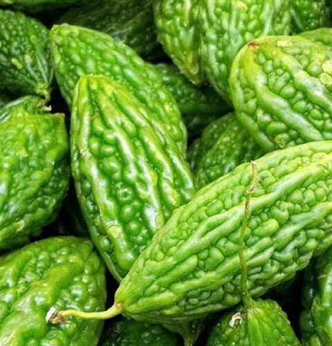 Момордика: горький огурец с потенциалом в лечении диабета и рака